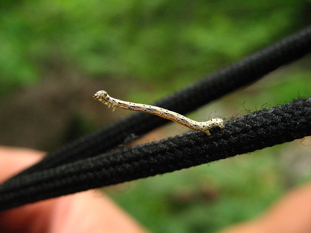 An inchworm.